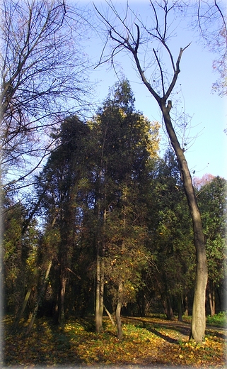 Park Grabiszyski jesiennie