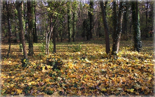 Park Grabiszyski jesiennie