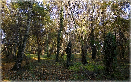 Park Grabiszyski jesiennie