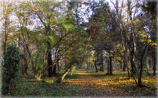 Park Grabiszyski jesiennie