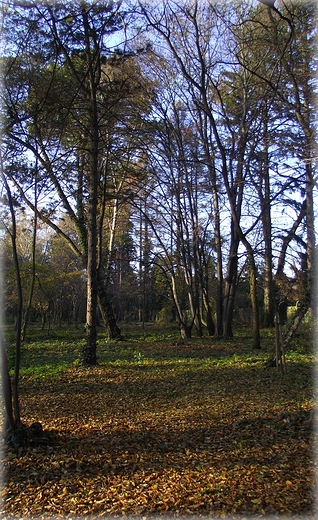 Park Grabiszyski jesiennie