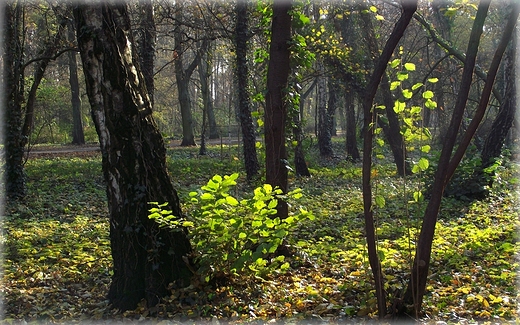 Park Grabiszyski jesiennie