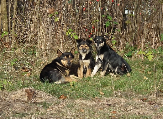 Ostatnie takie Trio