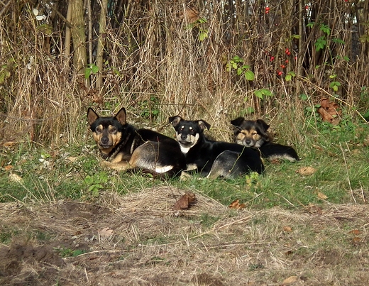 Ostatnie takie Trio