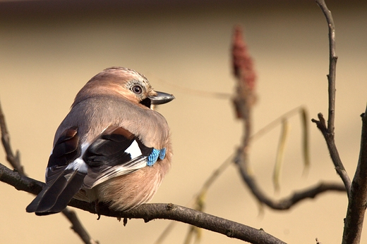 Sjka Garrulus glandarius