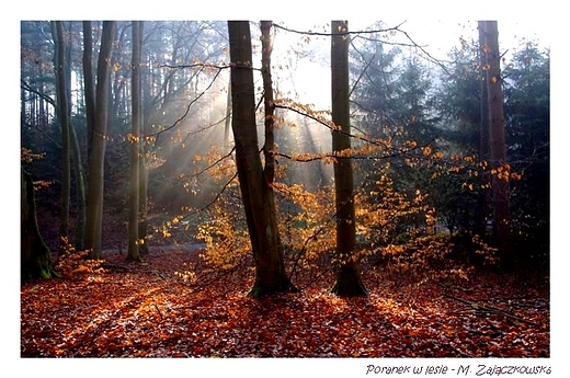 Barlinecko - Gorzowski Park Krajobrazowy