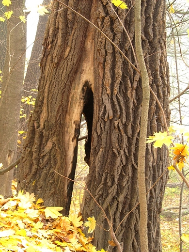 Drzewo na dwch nogach