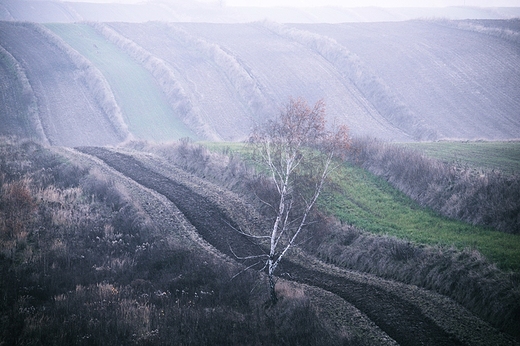 Listopadowa brzzka. Roztocze