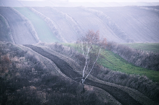 Listopadowa brzzka. Roztocze