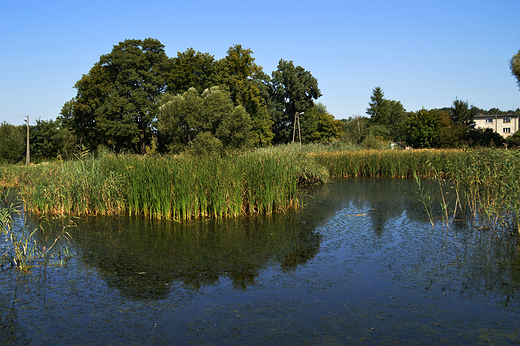 Zakrzw -  przypaacowy staw