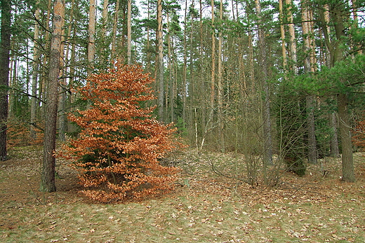 Lasy w Woziwodzie