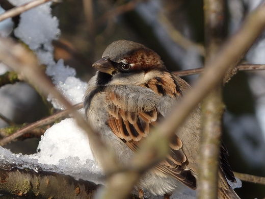 Passer domesticus