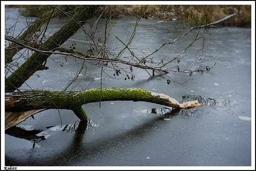 Kalisz - rzeka Prosna w okolicach Piwonic _ pierwsze lody