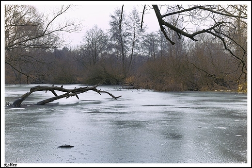 Kalisz - rzeka Prosna w okolicach Piwonic _ pierwsze lody