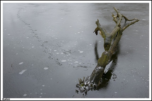 Kalisz - rzeka Prosna w okolicach Piwonic _ pierwsze lody