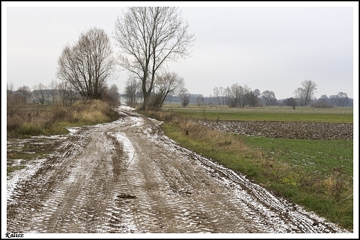 Kalisz - Nad Prosn _ droga polna z Kalisza do ydowa