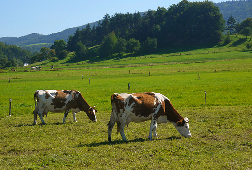 Beskid Niski. Na ce pod Regietowem.