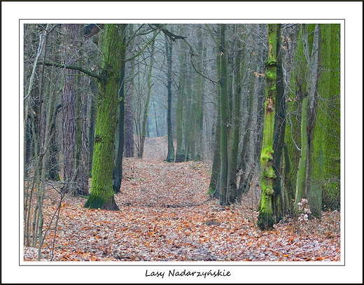 Lasy Nadarzyńskie w grudniu