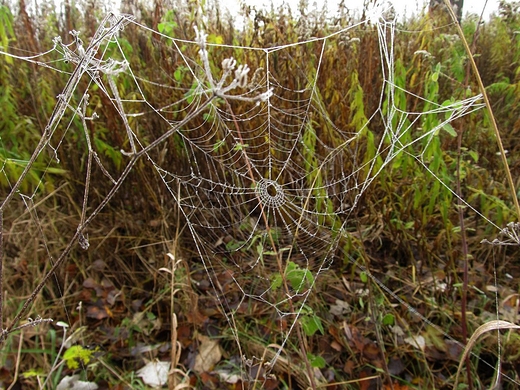 Pajczyna w zarolach