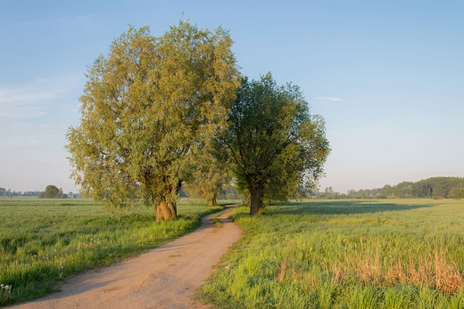 Wierzbowa droga - okolice Glinojecka