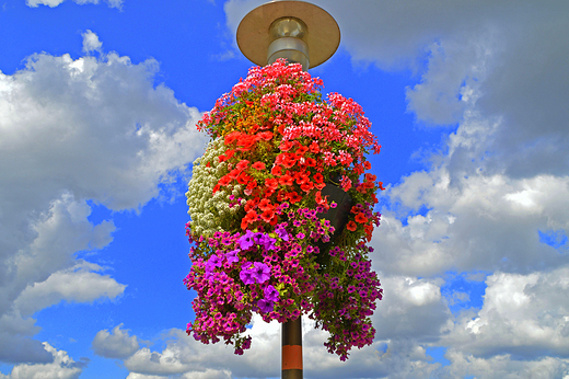 Opole - kwiaty na miejskiej latarni