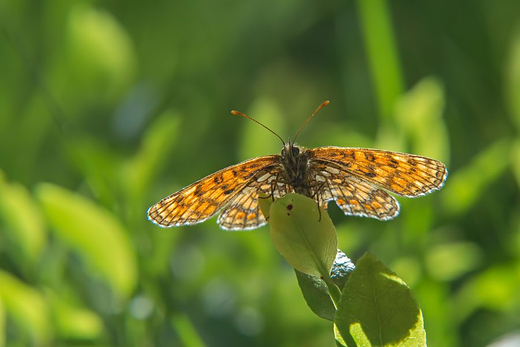 Przeplatka atalia