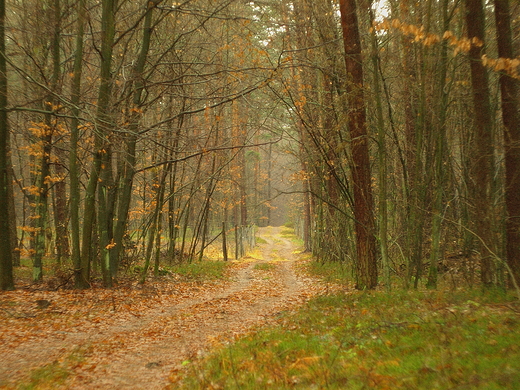 Puszcza Kozienicka, 26.12.2016