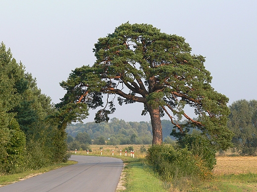 Wrota Podlasia