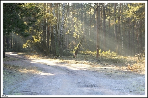 Kolno -  bagna w dolinie Warty w sylwestrowy poranek