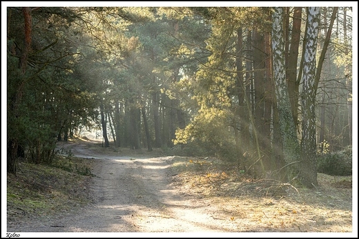 Kolno -  bagna w dolinie Warty w sylwestrowy poranek