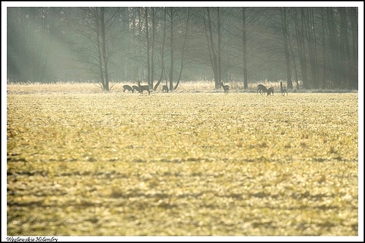 Wglewskie Holendry - dzika zwierzyna gsto wystpujca w tym terenie