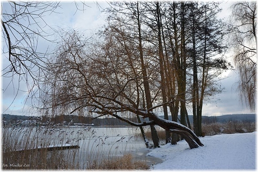 Stare drzewa zim