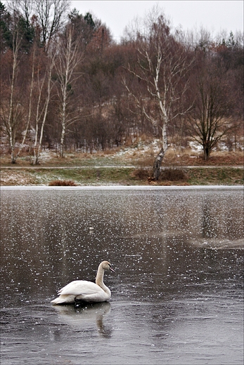 Lubsko - zalew