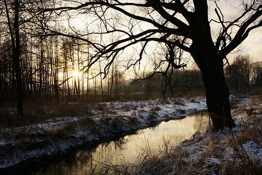 Rzeka Wynica