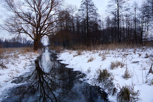 Rzeka Wynica