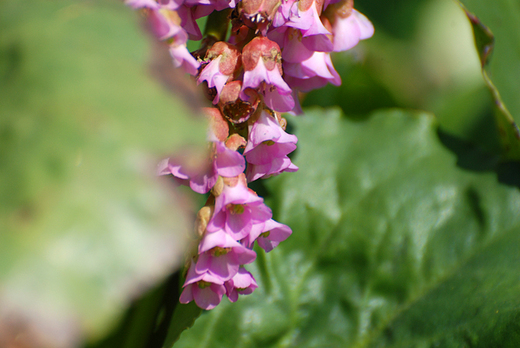 Bergenia Sercowata