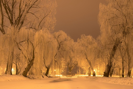 czycki Park w zimowej szacie