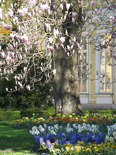 magnolie w Wilanowie