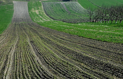 Skowronno - ponidziańskie pola