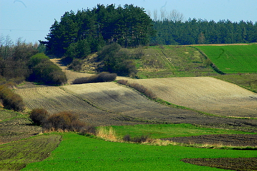 Bogucice - pola nad Nid