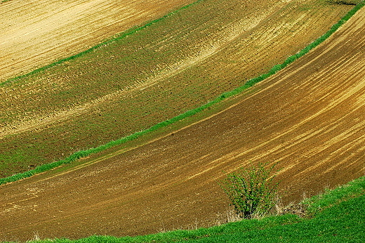 Ciulice - na polach