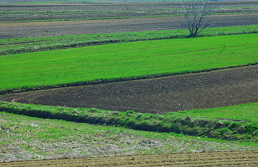 Czarnocin - pola