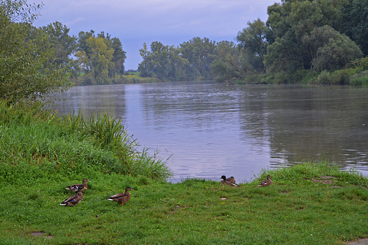 Zdzieszowice - nad odr