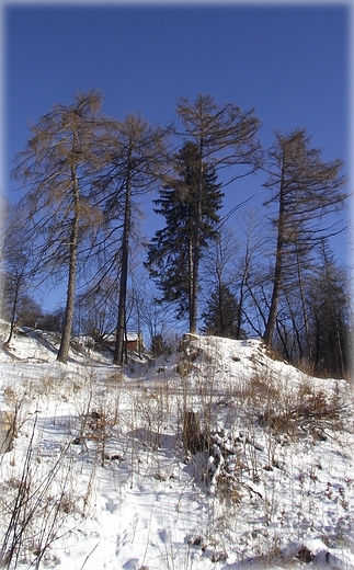 Zimowy spacer po lasach Srebrnej Gry