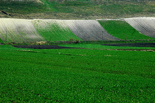 Gacki - wiosenne pola