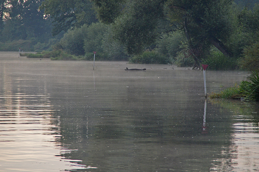 Zdzieszowice - nad odr