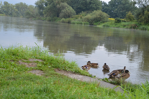 Zdzieszowice - nad odr