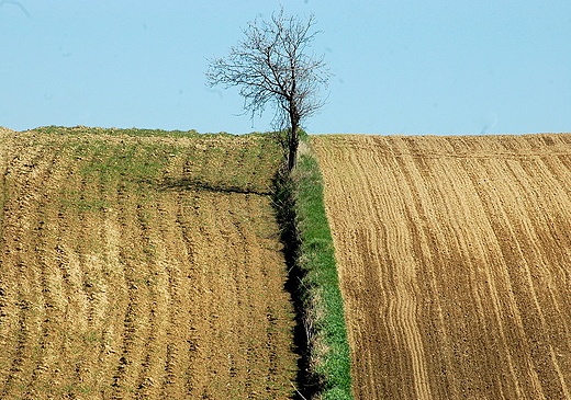 Opatkowiczki - samotna grusza