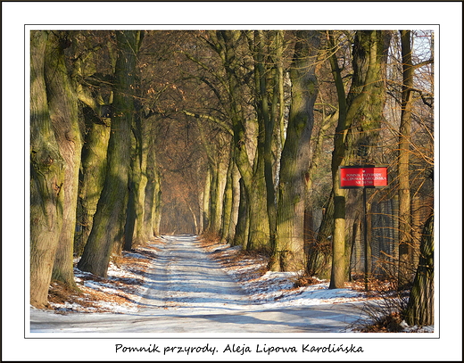 Karolin. Pomnik przyrody. Aleja Lipowa Karoliska