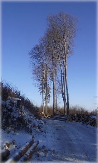 Zimowy rekonesans po szlaku wokół Ślęży